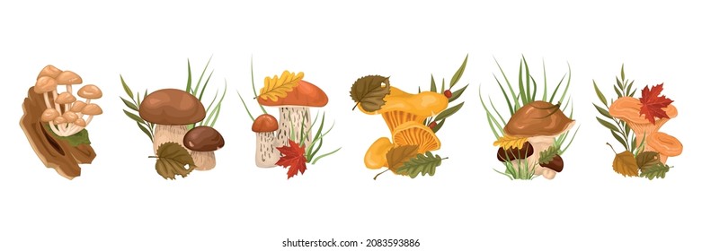 Mushrooms with leaves cartoon row with honey agaric porcini boletus oyster oiler isolated elements vector illustration