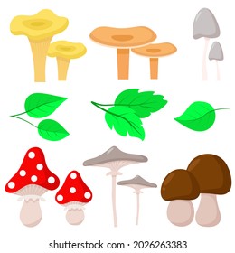 Mushrooms and leaves set vector illustration. Autumn forest natural gifts. Organic food mushrooms. Bright colorful leaves fall.