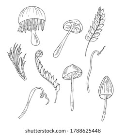 Mushrooms, lichen, fern. Set of natural, forest elements. Hand drawing, outline