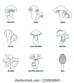 Pilze Linie Kunst Vektorgrafik Birch Bolete, Porcini, Shiitake, Puffball, Cäsarpilz, Matsutake, Schneefungus, roter Cappenstiel, Morel