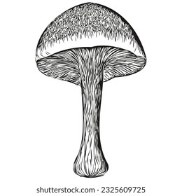 Mushrooms line drawing vector,hand drawn illustration with transparent background organic fungi