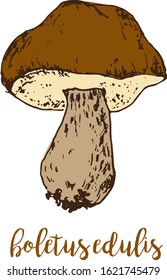 Mushrooms linear drawing sketch forest boletus edulis, vegeterian food vector illustration.