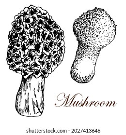 Mushrooms. Morel and Lycoperdon. Black and white vector sketch. Isolated on white background. Hand drawn.