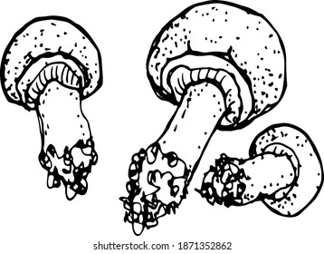 Mushrooms, mushroom menu, edible mushrooms. Hand-drawn graphic vector illustration. Print textiles. isolated elements on a white background.