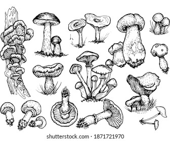 Mushrooms mushroom menu .Graphic illustration hand drawn. Seamless pattern. Engraving, doodle, sketch, retro, vintage. Separate elements on the background. Edible mushrooms, boletus, chanterelles