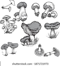 Mushrooms mushroom menu .Graphic illustration hand drawn. Seamless pattern. Engraving, doodle, sketch, retro, vintage. Separate elements on the background. Edible mushrooms, boletus, chanterelles