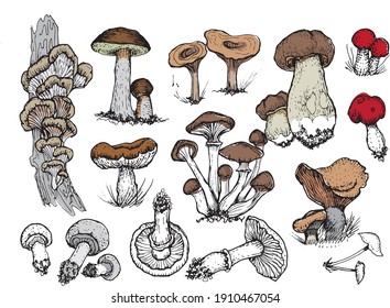 Mushrooms mushroom menu .Graphic illustration hand drawn.  Engraving, doodle, sketch, retro, vintage. Separate elements on the background. Edible mushrooms, boletus, chanterelles, russula, honey mushr
