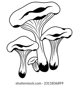 Mushrooms, mushroom silhouette, vector illustration.