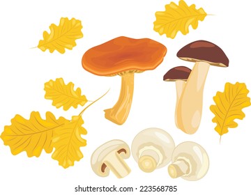 Mushrooms with oak leaves. Vector