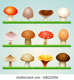 mushrooms on grass