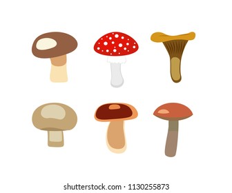 Mushrooms on white background