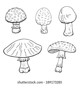 Mushrooms on white background. Drawing style black on white. 