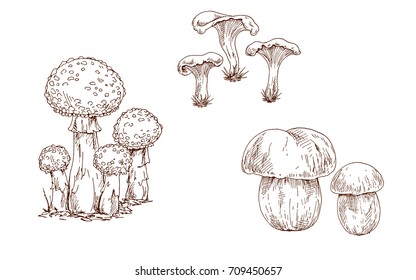 Mushrooms orange cap boletus, fly agaric and chanterelles contoured. Brow contour. Vector