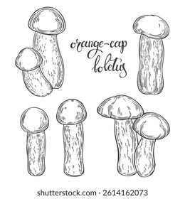 Mushrooms, orange-cap boletus. Hand drawn isolated vector illustrations. Line art. For packaging design, advertising, menus, magazines, recipes.