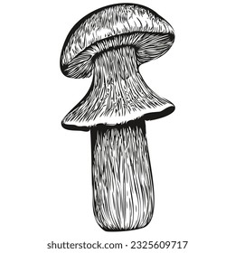 Mushrooms outline pencil drawing artwork, black character on white background organic fungi