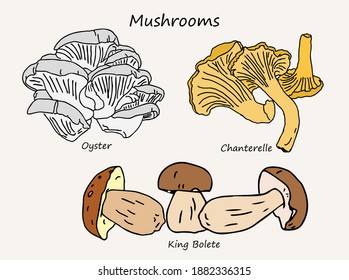 Mushrooms, Oyster, King Bolete and Chanterelle mushroom hand drawn illustration vector