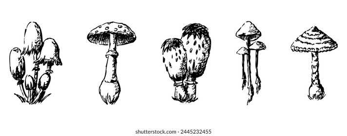 Setas venenosas, no comestibles, peligrosas, seta, mosca agaric, boceto, Vector dibujado a mano ilustración aislado en blanco