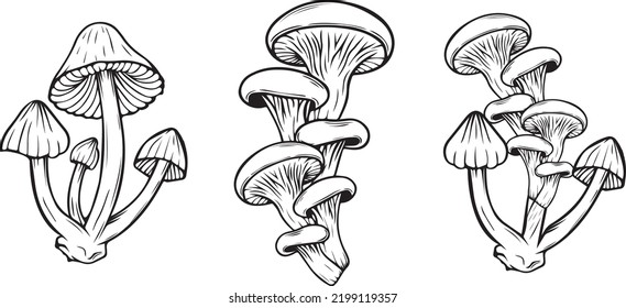 Mushrooms Poisonous Vector illustration drawn by hand, the family of inedible mushrooms Dangerous mushrooms, toadstool, fly agaric, white toadstool, family of mushrooms isolated on a white background