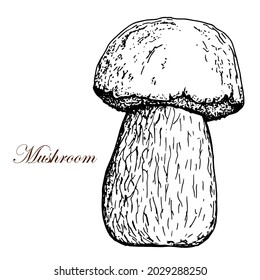 Mushrooms. Porcini. Penny bun. Black and white vector sketch. Isolated on white background. Hand drawn