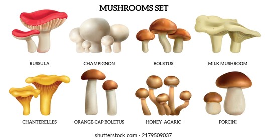 Mushrooms realistic horizontal set with honey agaric and porcine isolated vector illustration