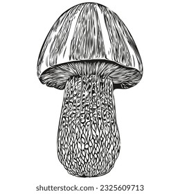 Mushrooms realistic pencil drawing in vector, line art illustration of black and white organic fungi