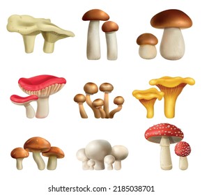 Mushrooms realistic set with boletus and champignon isolated vector illustration