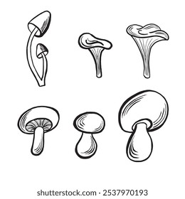 Cogumelos montam esboço de outono. Porcini, Chanterelle, Honey fungus e Champignon. Ilustrações de linha vetorial, isoladas à mão. Rabiscar preto e branco. Produção de alimentos. Clipart para cartão, impressão, menu.