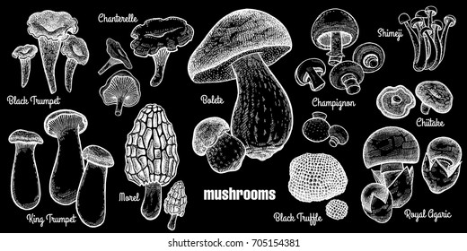 Mushrooms set. Bolete, Morel, Black Truffle, Royal Agaric, Shimeji, Champignon, Chanterelle, Black Trumpet, King Trumpet. White chalk on black board. Style Vintage engraving. Vector illustration art