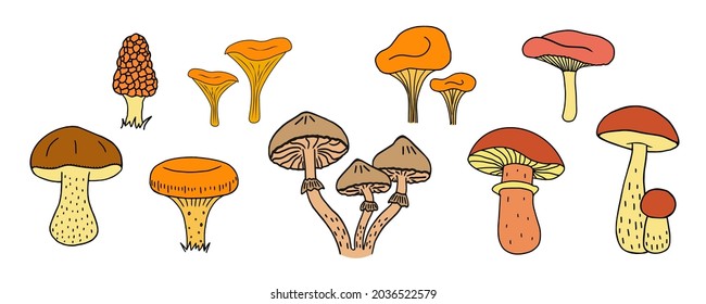 Mushrooms set boletus, chanterelles, camelina, honey agarics, russula, morel, fresh organic food isolated on white background. vector illustration.