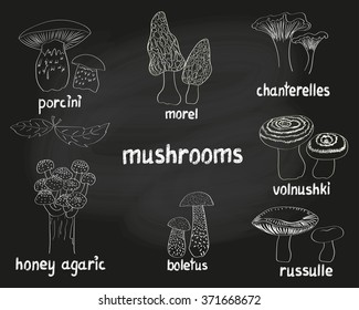 Mushrooms set. Collection of doodle hand drawn eatable fungus isolated on black. Vector sketchy illustrations.