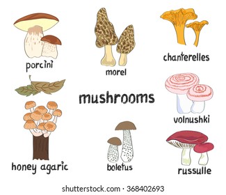 Mushrooms set. Collection of hand drawn vector illustrations isolated on white.