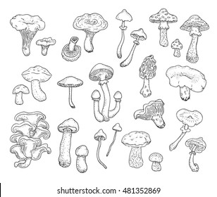 Mushrooms. Set of different types of forest mushrooms drawn by hand. Vector.