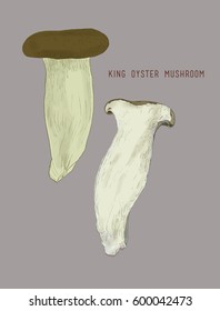 Mushrooms set. Different mushrooms. Mushrooms vector illustration set.Mushrooms for cook food.  Hand drawn sketch line art , king oyster mushroom , shimeji . 