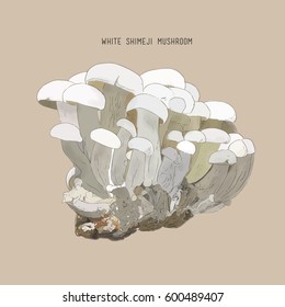 Mushrooms set. Different mushrooms. Mushrooms vector illustration set.Mushrooms for cook food.  Hand drawn sketch line art , king oyster mushroom , shimeji . 