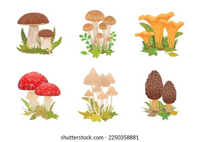 Pilze mit flachen, isolierten Kompositionen von genießbaren, giftigen Shroom-Clustern, die mit Waldblättern wachsen, Vektorgrafik