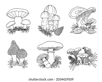 Mushrooms set forest boletus edulis chanterelle morel sketch black white illustration vector