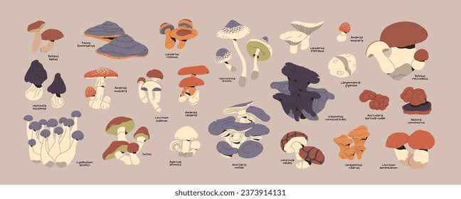 Mushrooms set. Forest edible flora for harvest. Various bolete, fungi: suillus, agaric, amanita, aspen, morel, honey fungus, shimeji, giant puffball. Autumn nature. Flat isolated vector illustration