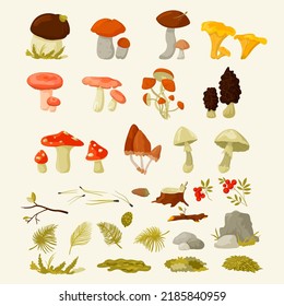 Mushrooms set.  Forest wild mushrooms types. Poisonous and edible mushroom: chanterelle, cep, amanita and morals and ets