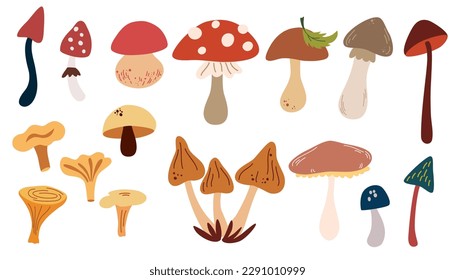 Mushrooms set. Forest wild mushrooms types. Organic porcini and chanterelle, poisonous fungus. Poisonous and edible mushroom, chanterelle, cep, amanita and truffle isolated vector illustrations