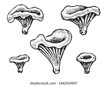 Mushrooms. Set graphics hand drawn, black and white vector. Retro style engravings. Part 4