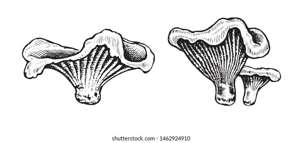 Mushrooms. Set graphics hand drawn, black and white vector. Retro style engravings. Part 5