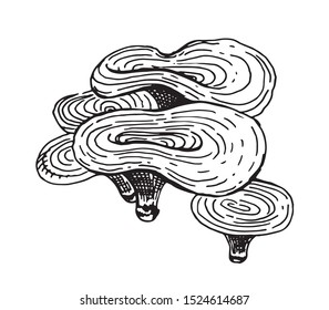 Mushrooms. Set graphics hand drawn, black and white vector. Retro style engravings. Part 8
