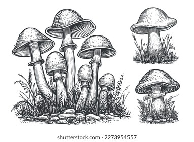 Mushrooms set. Hand drawn growing mushroom, mycelium in vintage engraving style. Sketch vector illustration