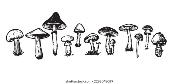 Mushrooms set hand drawn illustrations, vector.