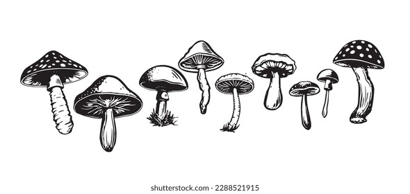 Mushrooms set hand drawn illustrations, vector.