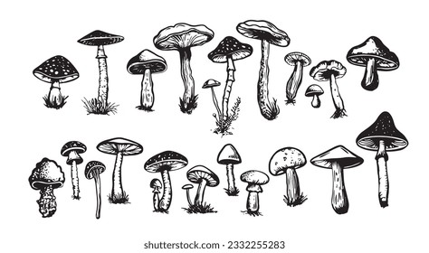 Mushrooms set hand drawn illustrations, vector.	