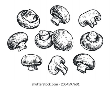 Mushrooms set, hand drawn sketch. Food concept. Champignon vector illustration