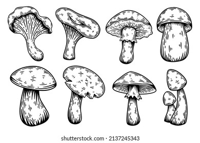 Mushrooms set hand drawn sketch vector illustration.