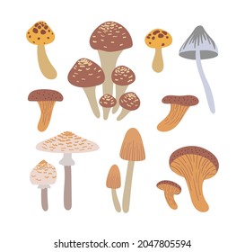 Mushrooms set.  Hand drawn vector illustration. Brown poisonous mushroom. Autumn collection.