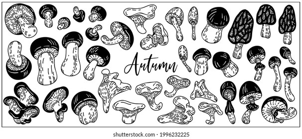 Mushrooms set are hand-draw, doodle graphic. Autumn forest. Vector illustration. Isolated on white background. Black and white outline style. For Textile, Wallpaper, Card design.